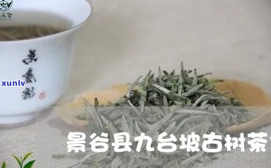 景谷九台坡古茶特点-景谷九台坡古茶特点和价值