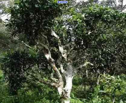 景谷九台坡古茶特点-景谷九台坡古茶特点和价值