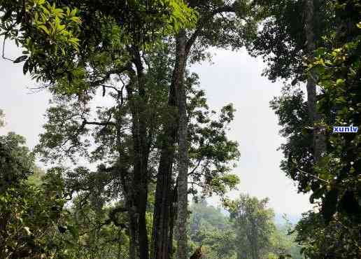 云南景谷县文山顶古树场老普，探秘云南景谷县文山顶古树场老普：千年古木的神秘世界