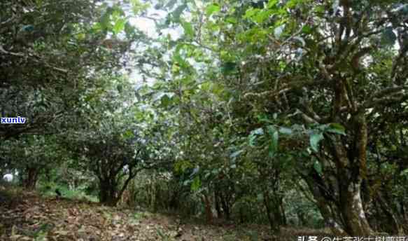 倚邦茶区有哪些山头景区，探索倚邦茶区：揭秘其独特山头景区