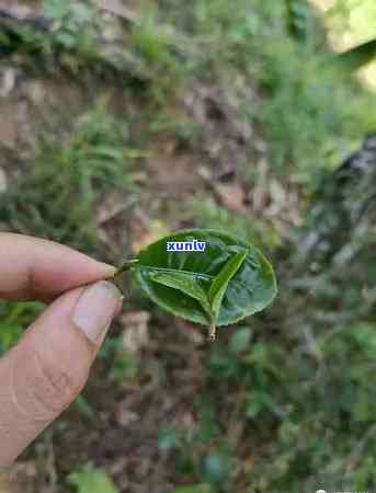 倚邦茶区有哪些山头-倚邦茶区有哪些山头茶