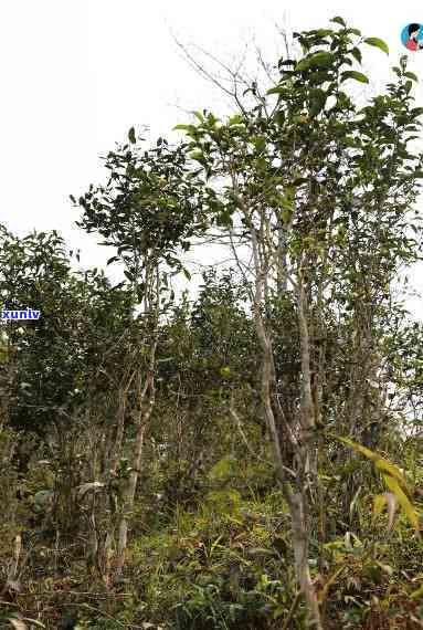 革登有哪些老茶树，探寻革登古茶园：揭秘那些古老而珍贵的茶树