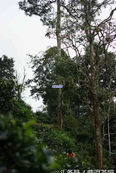 攸乐茶区有哪些山头村，探索攸乐茶区：揭秘其独特的山头村