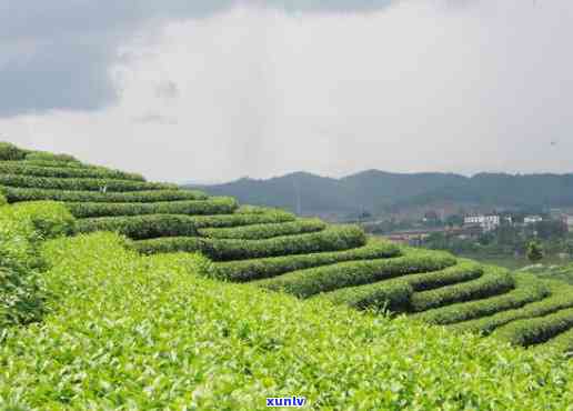 攸乐茶区有哪些山头村，探索攸乐茶区：揭秘其独特的山头村