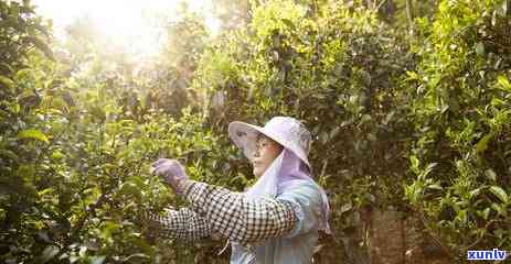 思茶区：山头、山头村与景点全览