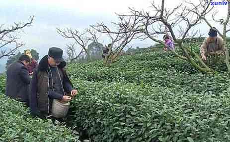 思茶区：山头、山头村与景点全览