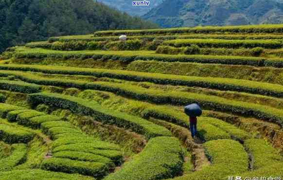 思地区的茶，探索思地区独特的茶文化与美味茶叶