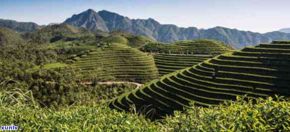 茶山图片，探访中国茶山：揭秘世界著名绿茶产区的美丽景色与丰富文化