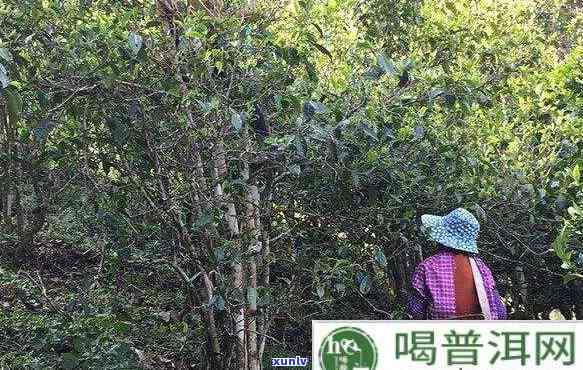 果敢属于哪个茶区？详解其所属茶山及口感特点