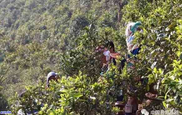 果敢茶属于哪个茶山-果敢茶属于哪个茶山