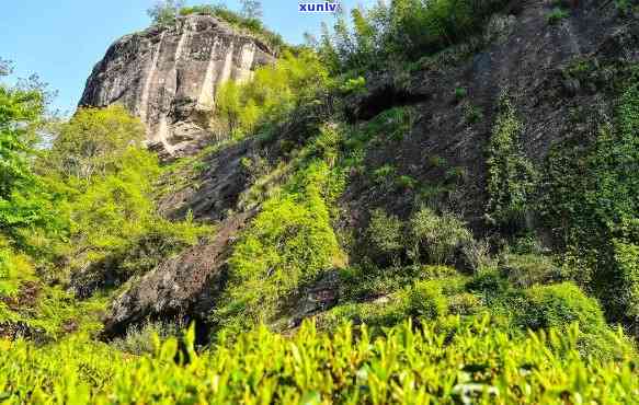 武夷山茶山图片风景图片大全高清