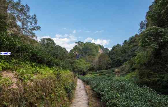 武夷山茶山风景简介，探秘中国茶文化瑰宝：武夷山茶山风景简介