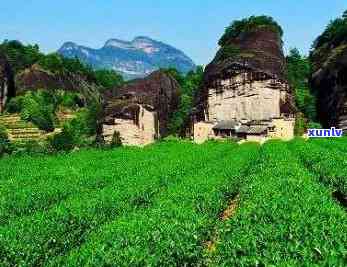 武夷山茶山风景简介，探秘中国茶文化瑰宝：武夷山茶山风景简介