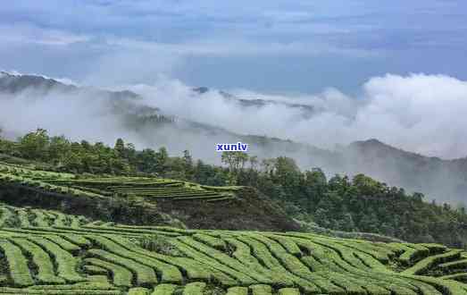 云雾缭绕的茶山图片高清，仙境般的美景：高清云雾缭绕的茶山图片