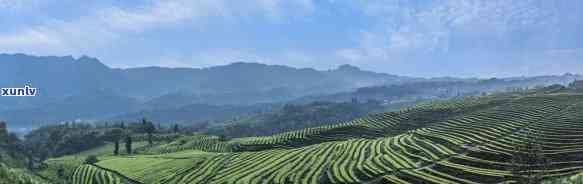 天白云茶山的图片唯美，画卷般的美景：天、白云与茶山的绝美结合