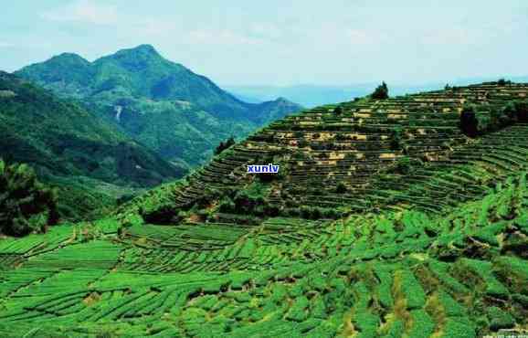 福建安溪茶山景色，探秘福建安溪茶山：绝美景色与丰富文化