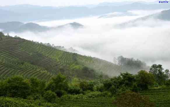 县茶山海拔多少米啊，县茶山的海拔高度是多少？