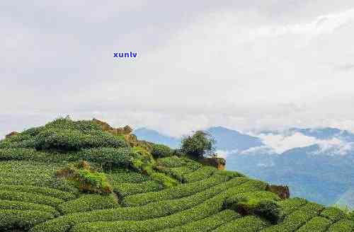 县茶山海拔多少米啊，县茶山的海拔高度是多少？