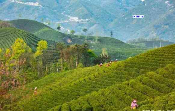 信阳哪里的茶山最美-信阳哪里的茶山最美丽