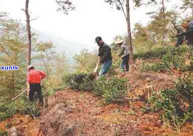 武夷山市茶山整治，绿色行动：武夷山市启动茶山整治计划