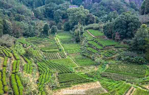 武夷山茶山土地流转全貌：最新政策与实情况