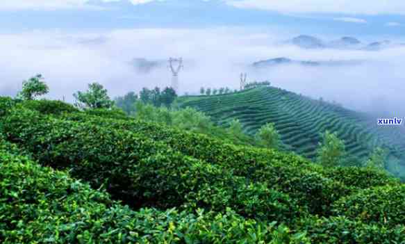 临江茶山是哪个省，揭秘中国茶文化的瑰宝：临江茶山位于哪个省份？