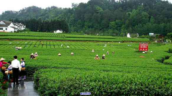 探寻信阳茶山：在哪里可以一览茶园美景？附高清图片