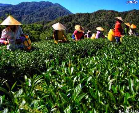 今大福茶山行念茶-今大福茶园