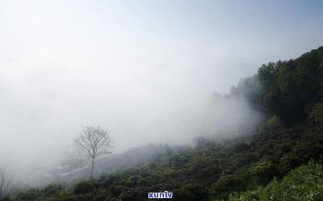 雪花冰种翡翠，冬日瑰宝：探索雪花冰种翡翠的美丽与价值