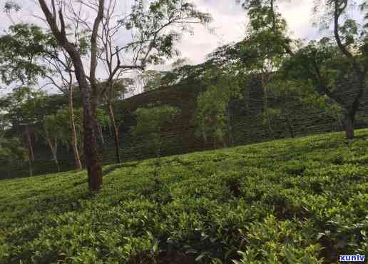 薄荷塘茶产地在哪里，探寻薄荷塘茶的故乡：揭秘其产地之谜