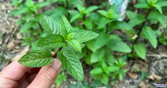 薄荷塘属于哪个山头，揭秘薄荷塘的归属：它属于哪座山头？