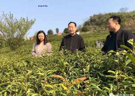 湖北汉家氏茶园旅游景区，探秘湖北汉家氏茶园，领略独特风光与历文化