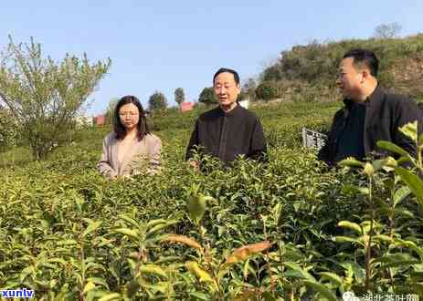 湖北汉家氏茶园旅游景区，探秘湖北汉家氏茶园，领略独特风光与历文化