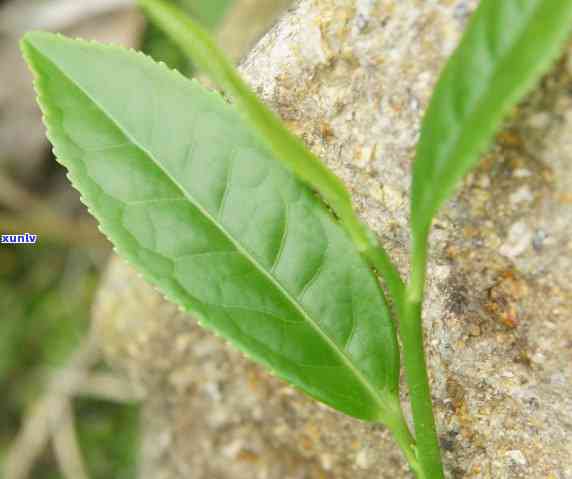 本山绿适合泡白茶吗，本山绿能否用于冲泡白茶？