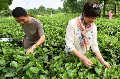 喝茶喝多少算过量，探讨茶叶饮用的适量标准：喝茶喝多少算过量？