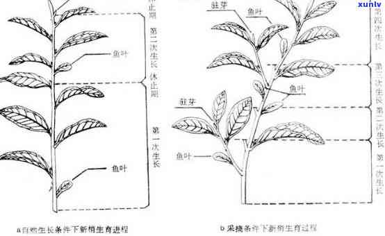 简述茶树的形态特征及其重要性