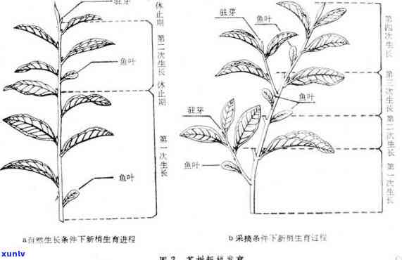 简述茶树的形态特征