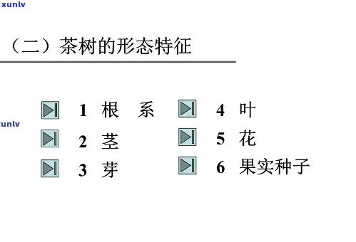 简述茶树的形态特征