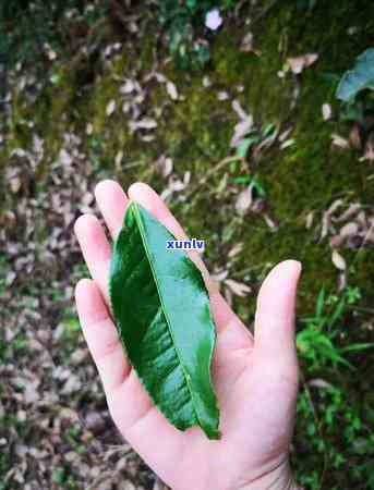 简述茶树的形态特征是什么，揭示茶树形态特征：从叶片到枝干的全面解析