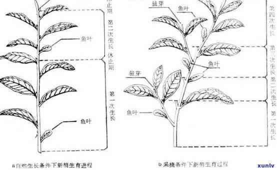 简述茶树的形态特征-简述茶树的形态特征?