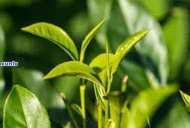 简述茶树的适生环境特点，探究茶树的适生环境特点