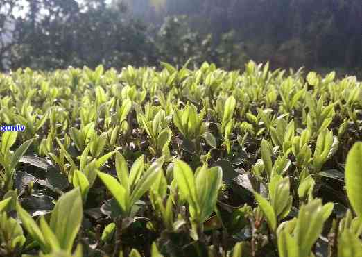 简述茶树的适生环境特点，探究茶树的适生环境特点