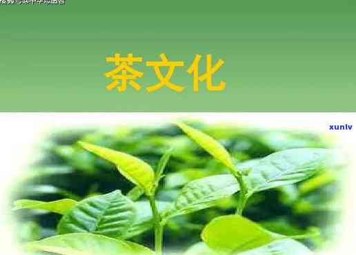 简述对茶文化的理解和看法，深入理解茶文化：我的看法与见解