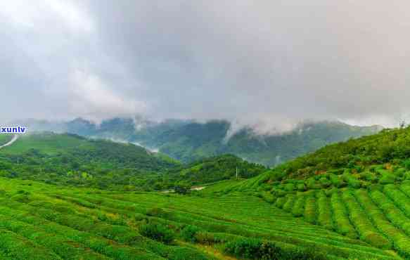 南桥茶山属于哪个茶区，探寻茶叶之旅：南桥茶山位于哪个茶区？