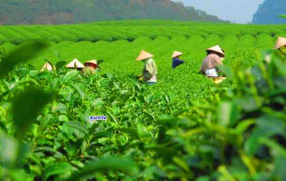 茶山一年能挣多少钱啊，揭示茶山年收入：一年能挣多少钱？