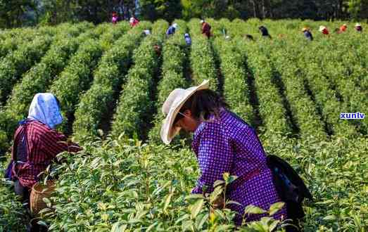 2012年永德古树茶饼价格表