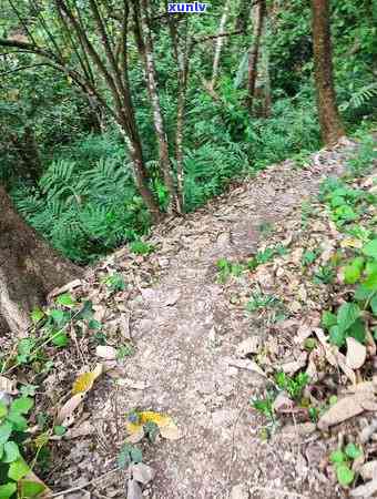 新古六茶山有哪六大-新古六大茶山分布图