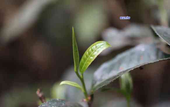 勐海有冰岛茶吗？勐海冰岛普洱茶价格及以前的名字是什么？