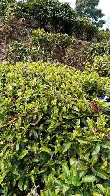 凤庆县锦绣村大茶树种植基地地址揭晓