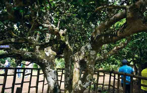 凤庆县锦绣村大茶树种植基地地址揭晓